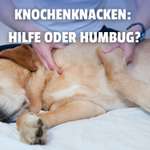🦴 Knochenknacken beim Hund – Wunderheilung oder Tierquälerei?-Beitrag-Bild