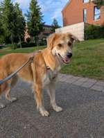 Suchmeldung-Ella-Bild