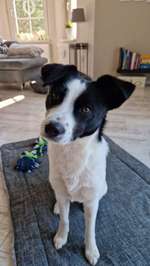 Suchmeldung-Nala-Bild