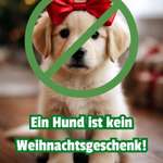 🐶: „Ich bin kein Weihnachtsgeschenk!“ Hunde als Überraschung unter dem Weihnachtsbaum?! 🎄-Beitrag-Bild