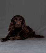 Suchmeldung-Bente-Bild