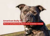 Ist das Verbot des American Bully XL in England effektiv für die öffentliche Sicherheit?-Beitrag-Bild