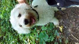 Suchmeldung-Sammy-Bild