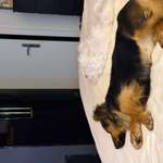 Suchmeldung-Lola-Bild