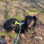 Suchmeldung-Jascha-Bild