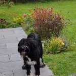 Suchmeldung-Fiete-Bild