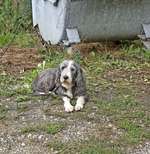 Suchmeldung-Diamond -Bild