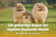 Wegen Qualzucht-Hunden Job gekündigt – wann ist ein Hundeleben noch lebenswert?-Beitrag-Bild