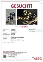 Suchmeldung-Gloria -Bild