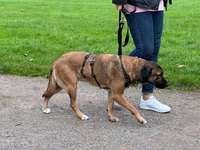 Suchmeldung-Felie-Bild