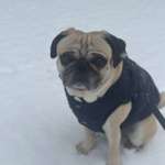 Suchmeldung-Duplo-Bild