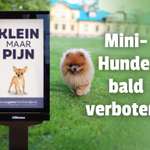 Verbot von Mini-Hunden - ist es in den Niederlanden bald soweit? 🐶💥-Beitrag-Bild
