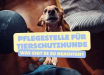 🐾 Pflegestellen für Tierschutzhunde: Wer hat Erfahrungen? Wer spielt mit dem Gedanken? 🐾-Beitrag-Bild