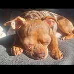 Suchmeldung-Lucky-Bild