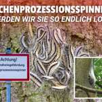🐛 Eichenprozessionsspinner 2026 – Stadt greift in die Natur ein, um Raupen zu töten-Beitrag-Bild