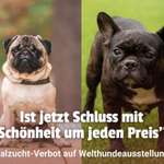 Qualzucht-Verbot bei der Welthundeausstellung in Österreich?-Beitrag-Bild
