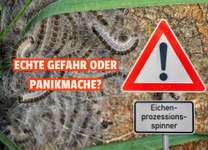 ⚠️🐛 Eichenprozessionsspinner – echte Gefahr für Hunde oder unnötige Panikmache?-Beitrag-Bild