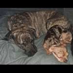 Suchmeldung-Lucky-Bild