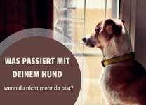 Ernstfall: Was passiert mit deinem Hund, wenn du nicht mehr da bist? 😶-Beitrag-Bild