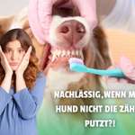 🦷 Was hältst du vom Zähneputzen beim Hund – notwendig oder überschätzt?-Beitrag-Bild