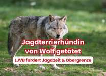 🐺 Jagdhund von Wolf getötet – Brauchen wir eine bessere Wolfsregulierung? 🐺-Beitrag-Bild