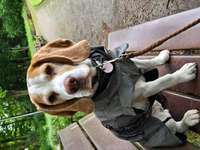 Suchmeldung-Amy-Bild