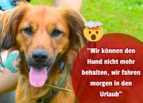 Hund abgegeben, weil Urlaub anstand? Leider kein Witz 😳-Beitrag-Bild