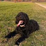 Suchmeldung-Coco-Bild