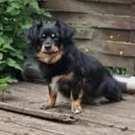 Suchmeldung-Lilly-Bild