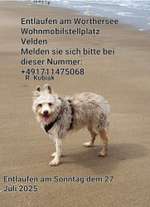 Suchmeldung-Melli-Bild