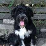 Suchmeldung-Fiete-Bild