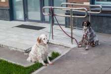 Hund vor Geschäft angebunden, misshandelt und getötet - hätte man dies verhindern können?-Beitrag-Bild