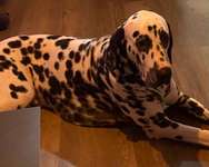 Suchmeldung-Loki-Bild