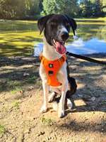 Suchmeldung-Maggie-Bild