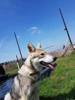 Suchmeldung-Belle-Bild