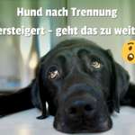 Hund soll nach Trennung versteigert werden – aber wer denkt denn an den Hund? 🐶⚖️-Beitrag-Bild