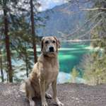 Suchmeldung-Heidi -Bild