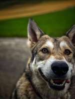 Suchmeldung-Belle-Bild