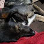 Suchmeldung-Raya-Bild