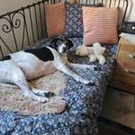 Suchmeldung-Hector-Bild