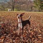 Suchmeldung-Chili-Bild