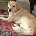 Suchmeldung-Dombi-Bild