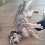 Suchmeldung-Juki-Bild