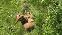 Suchmeldung-Emmy-Bild