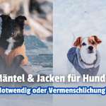 ❄️🐶 Jacken und Mäntel für Hunde: Schutz oder Vermenschlichung? Was meint ihr?-Beitrag-Bild