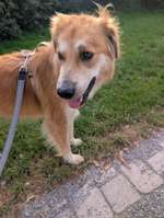 Suchmeldung-Ella-Bild