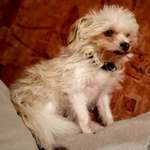 Suchmeldung-Annabelle -Bild