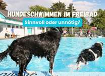 Eure Meinungen zu Hundebadetagen im Freibad?-Beitrag-Bild