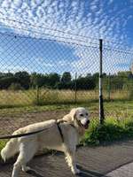 Suchmeldung-Nacho-Bild