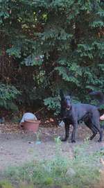 Suchmeldung-Loki-Bild